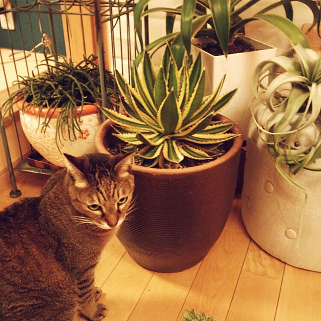 k.namiさんの実例写真