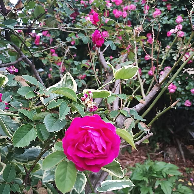 rosemaryさんの実例写真