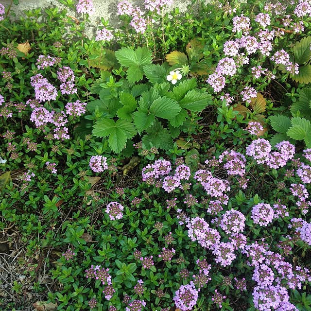 mamahiroさんの実例写真