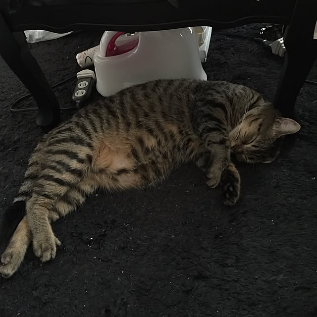 catwomanさんの実例写真