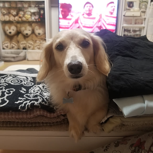 Luckyさんの実例写真