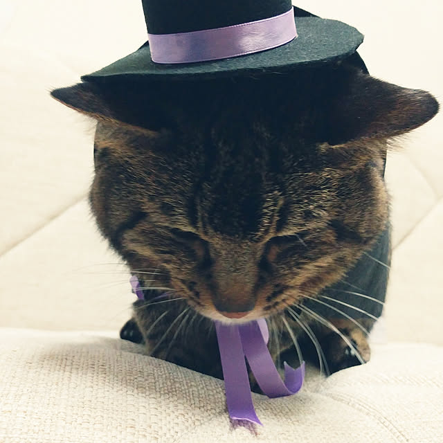 kittenblueさんの実例写真