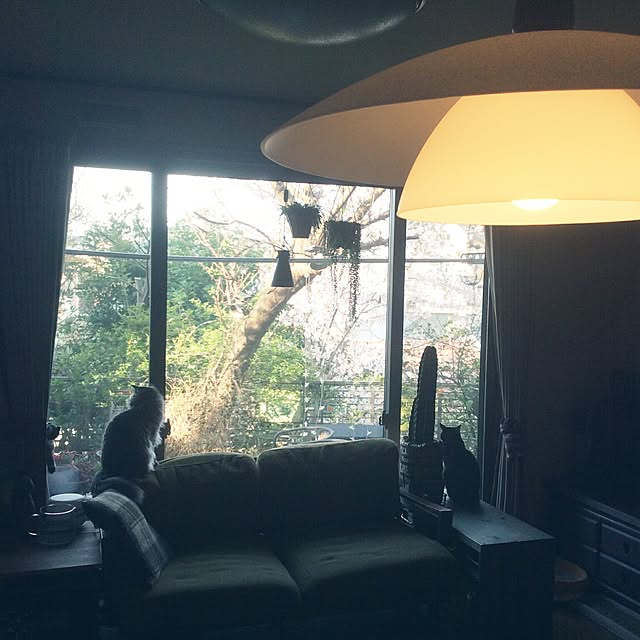 ayuさんの実例写真