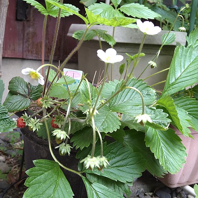 ameamekaasanさんの部屋