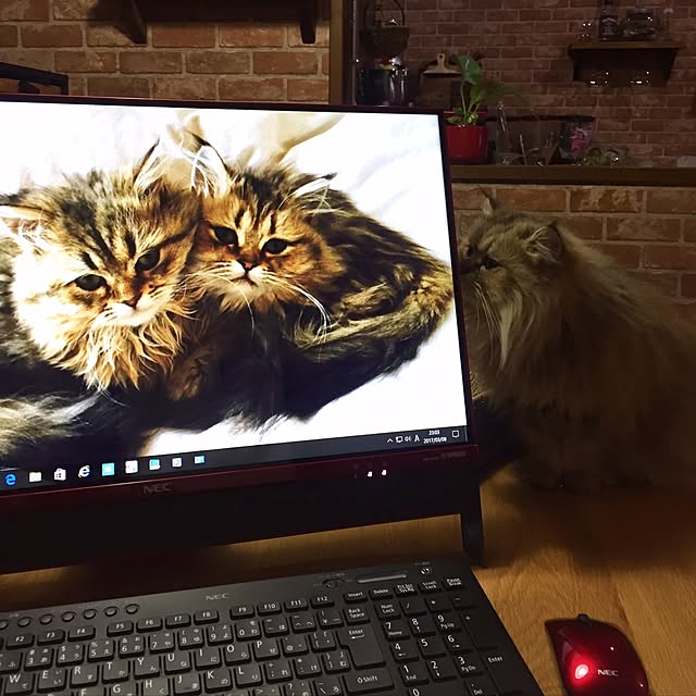 butachanさんの実例写真