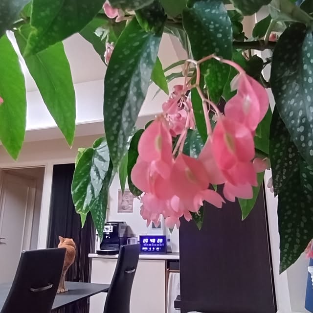 NOAHさんの部屋