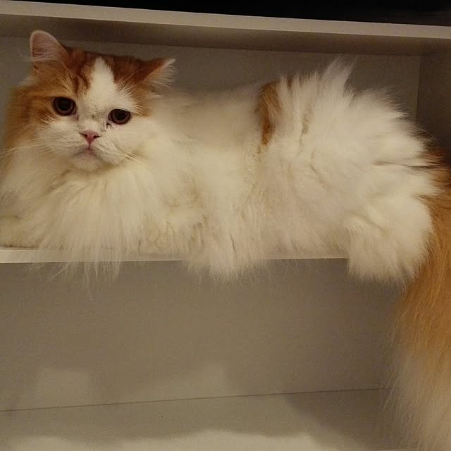1ldksさんの実例写真