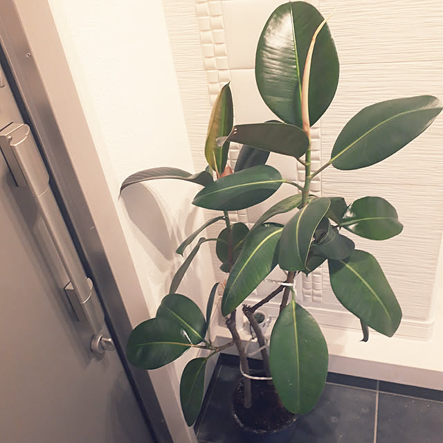 m.coccoさんの実例写真