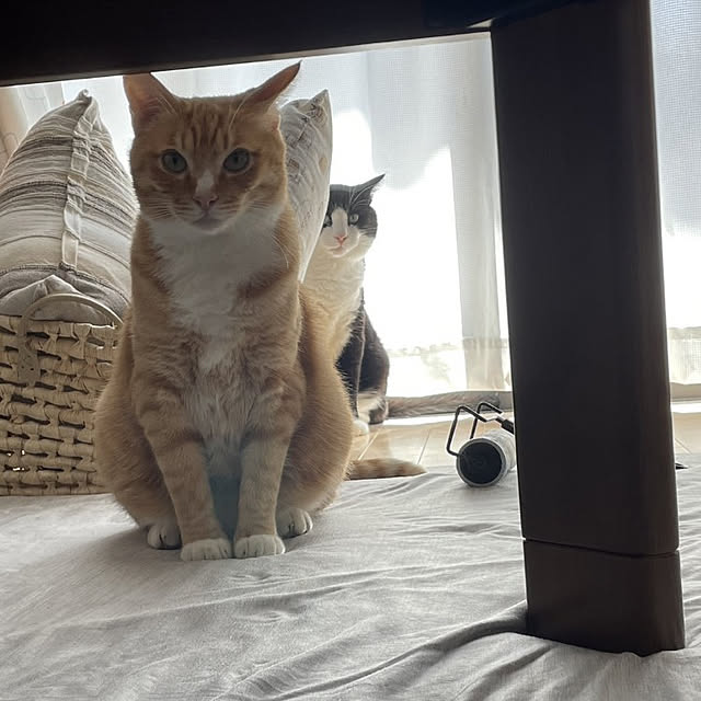 koromaroさんの実例写真