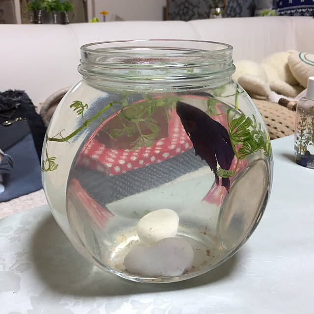 emiさんの実例写真