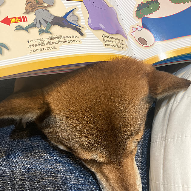 nocomomさんの部屋