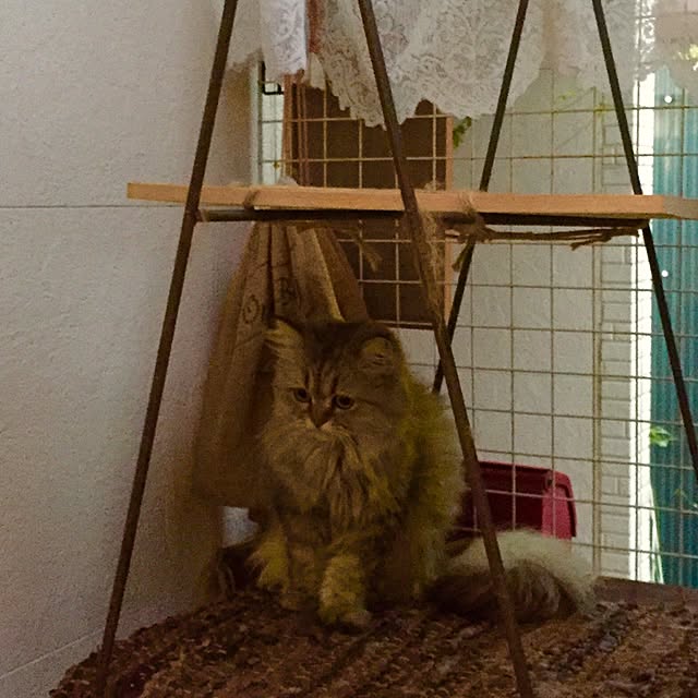 butachanさんの実例写真