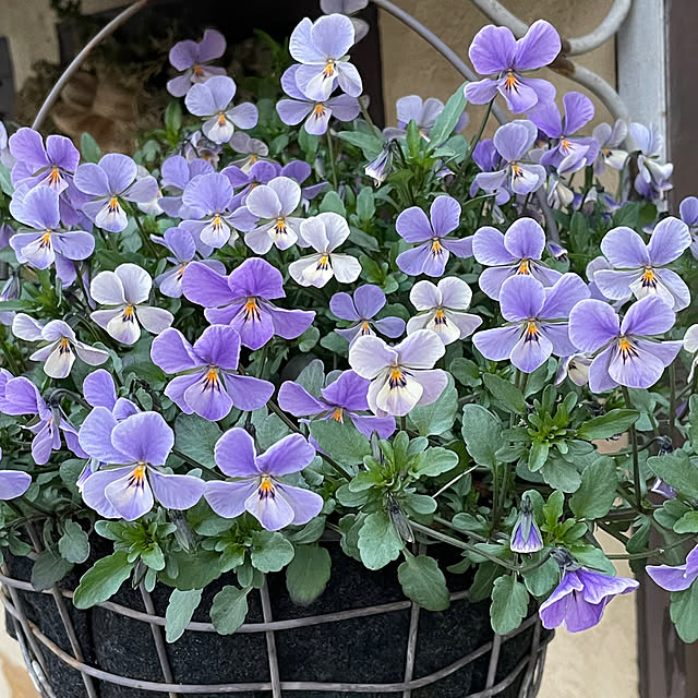 shiropenguinさんの部屋