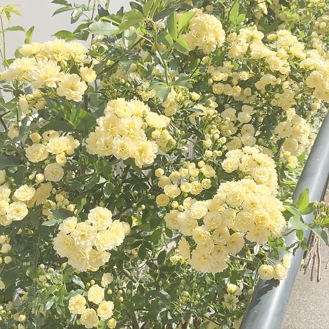 kassyyomeさんの実例写真