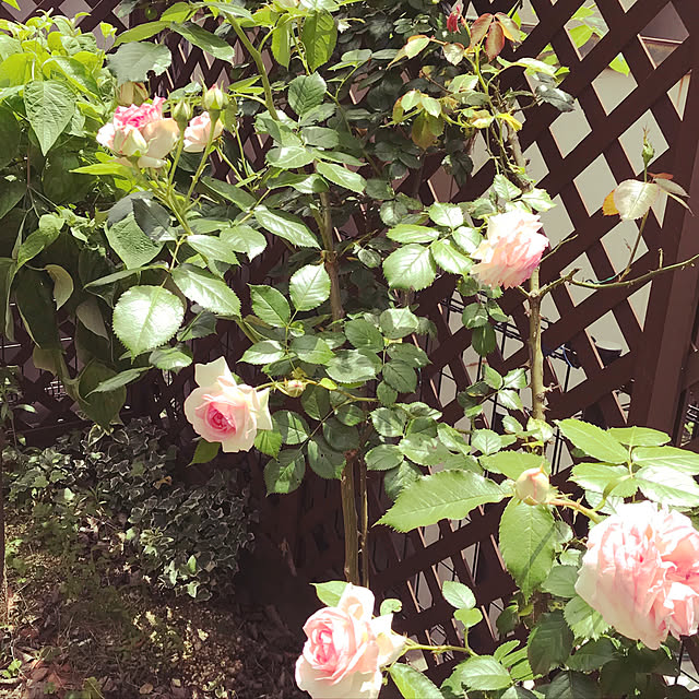 piopio9さんの実例写真
