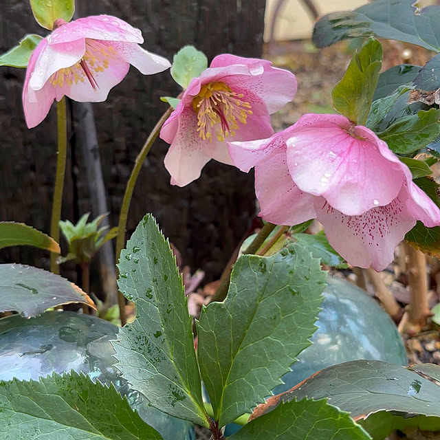 mameshibaさんの部屋