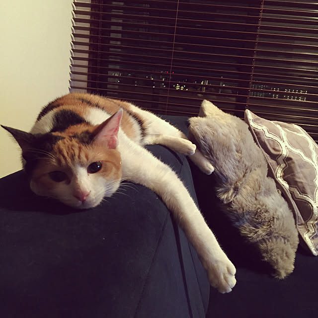 lily_sakuさんの実例写真