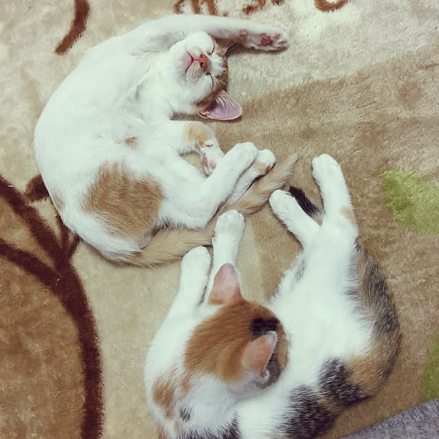 lalalaさんの実例写真