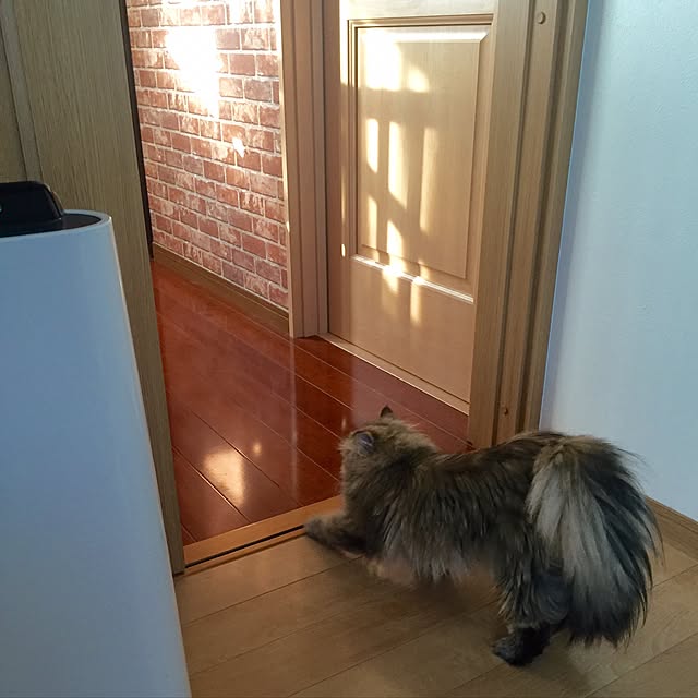 butachanさんの実例写真