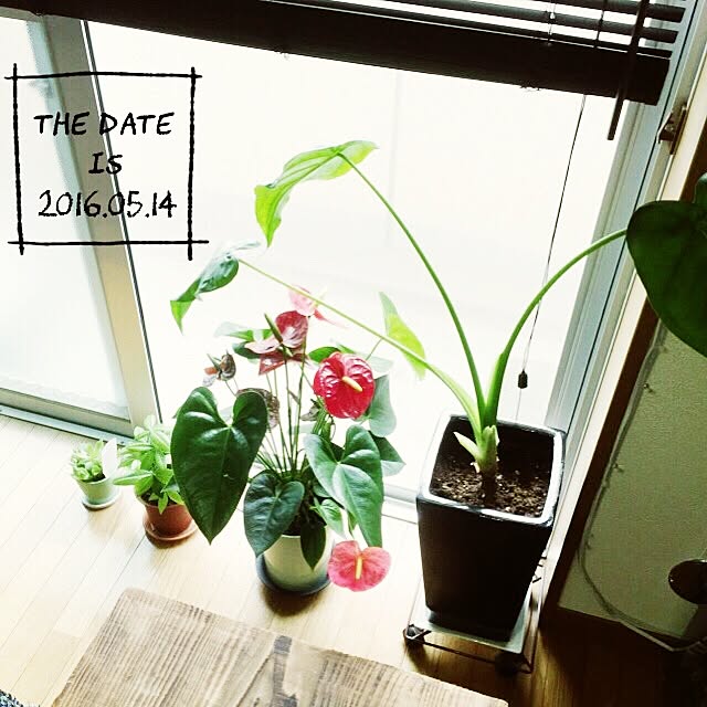 chome_tarouさんの実例写真