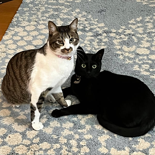 jijiさんの実例写真