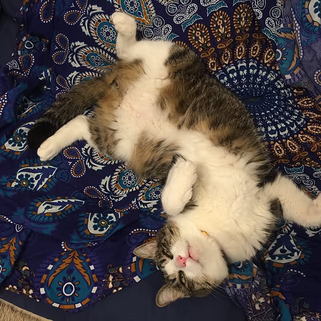 miruさんの実例写真