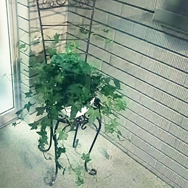玄関/入り口/マンション/シンプル/観葉植物のインテリア実例 - 2017-04-08 09:57:07