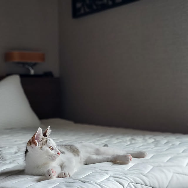 ベッド周り/猫と暮らす/子猫のいる生活/子猫と暮らす/シンプル...などのインテリア実例 - 2022-06-30 20:31:44