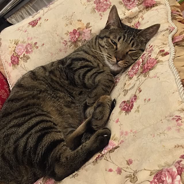 kyoさんの実例写真