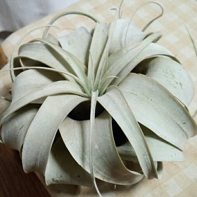 mittarouさんの実例写真
