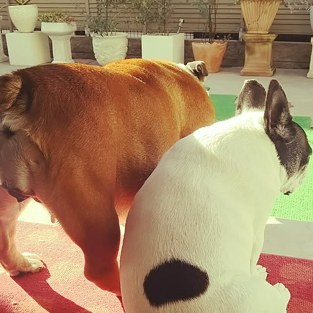 panchobiさんの実例写真