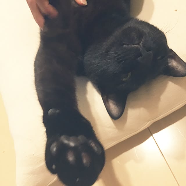 Kaoさんの実例写真