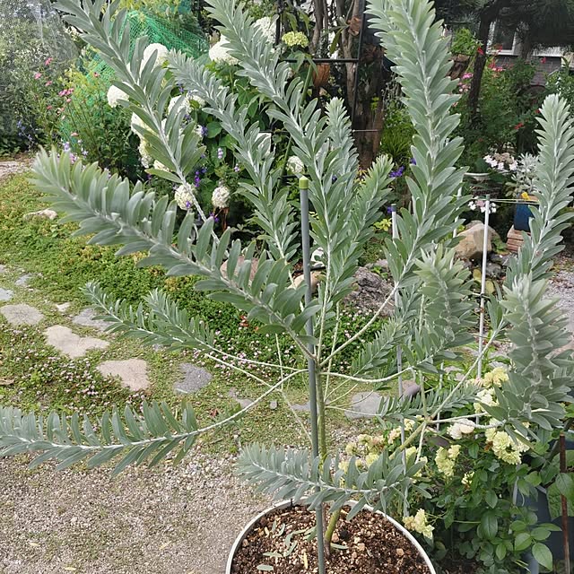 salacocoさんの実例写真