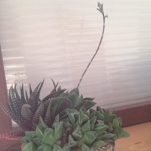 cocoさんの実例写真