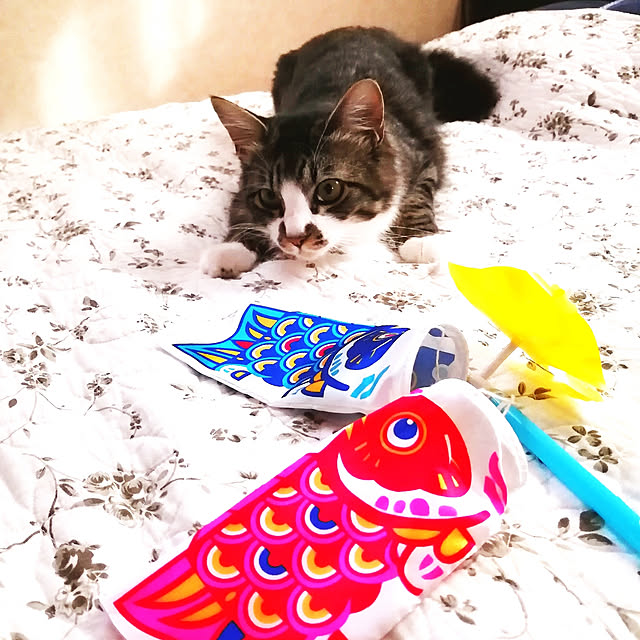 kikufujiさんの実例写真