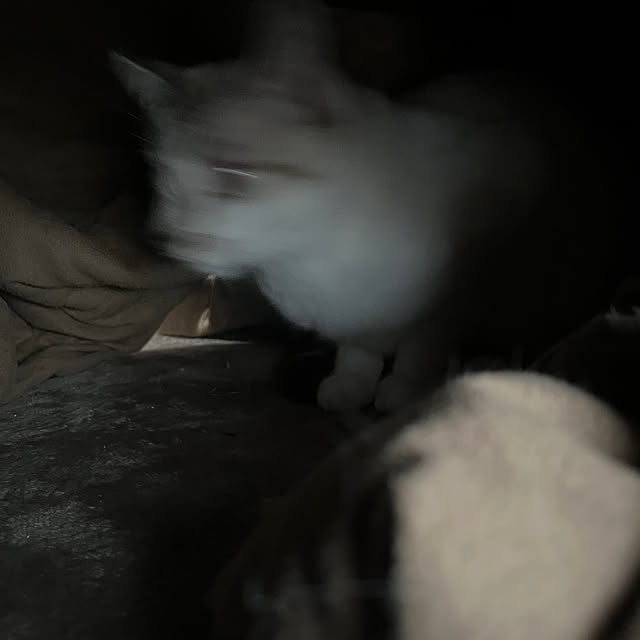 nekoさんの部屋