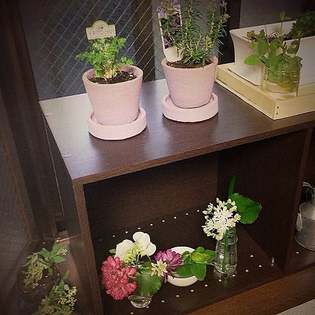 棚/植物のインテリア実例 - 2014-03-09 17:46:05
