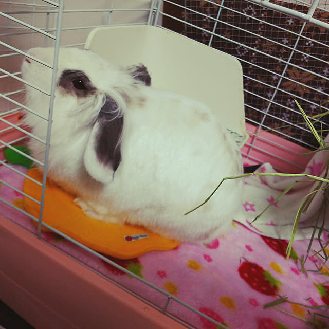 WASABIさんの実例写真