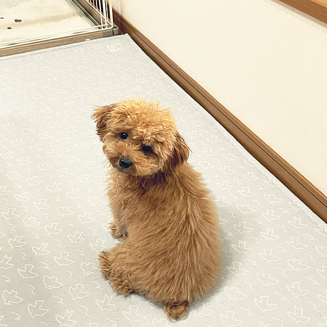 kawauso15さんの部屋