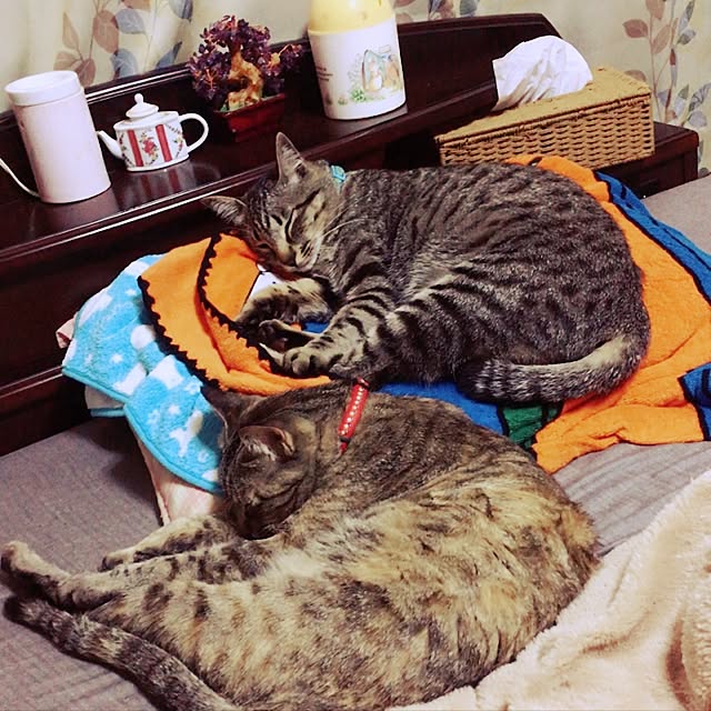 ema_panさんの実例写真