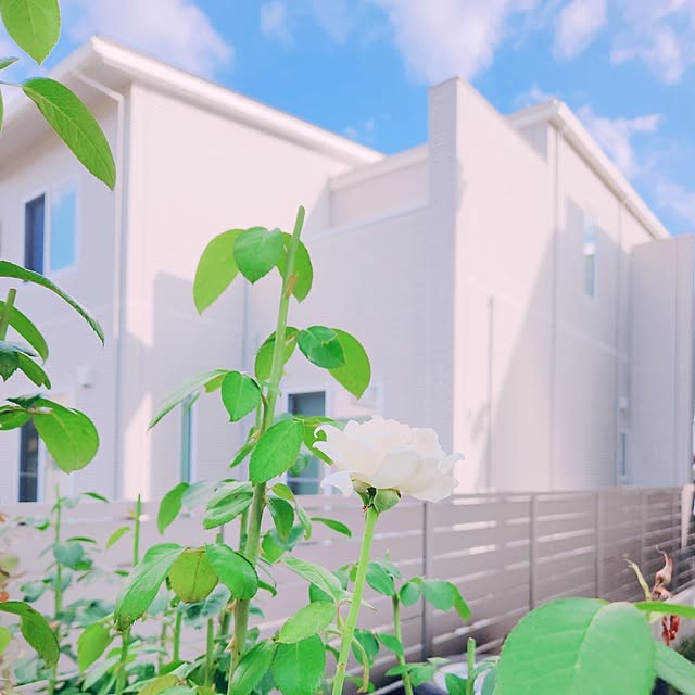 surviveさんの部屋