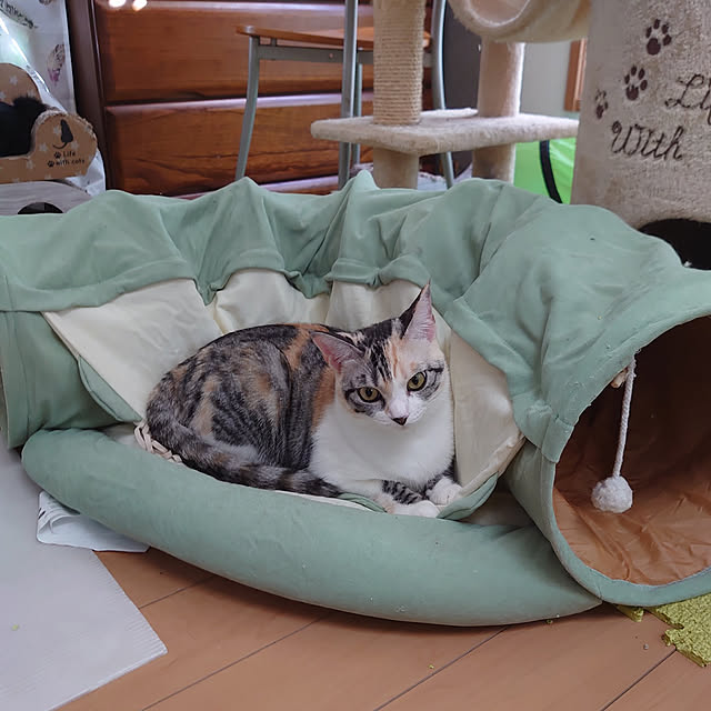 shinobuさんの実例写真