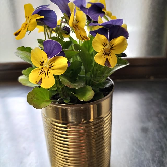 aoiroさんの実例写真
