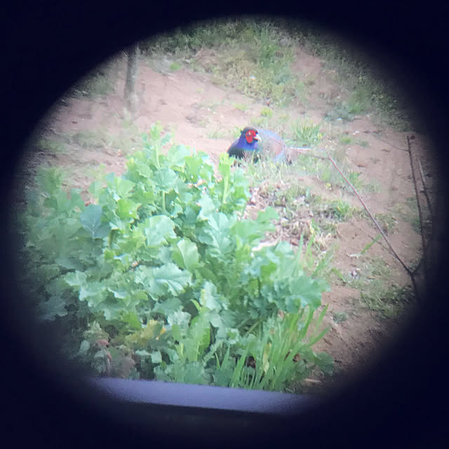 sakurasakuさんの実例写真