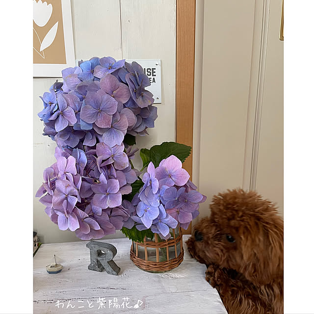 kurumichocoさんの実例写真