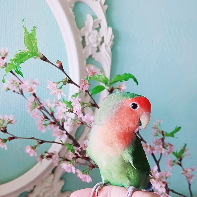 twinkle-butterfly38さんの部屋