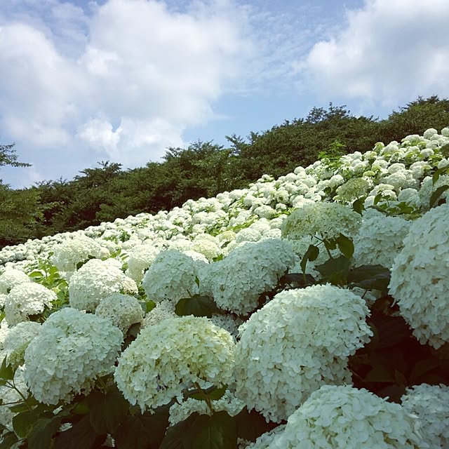 Rananさんの実例写真