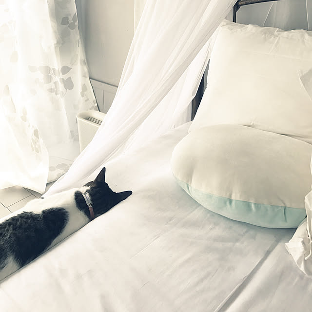 Shihoさんの実例写真