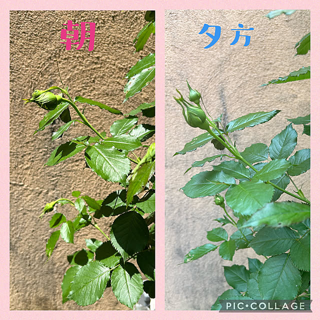 fumikoiさんの実例写真