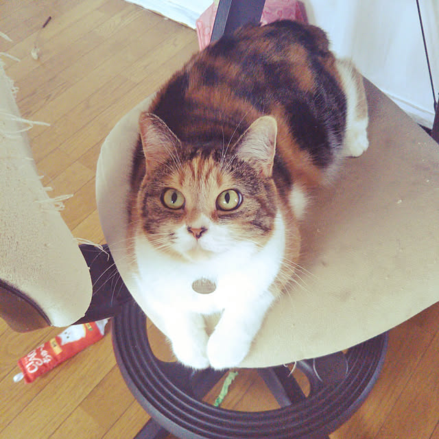 yukieさんの実例写真